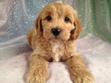 Male apricot cockapoos for sale in Iowa Summer 2012|Breeder